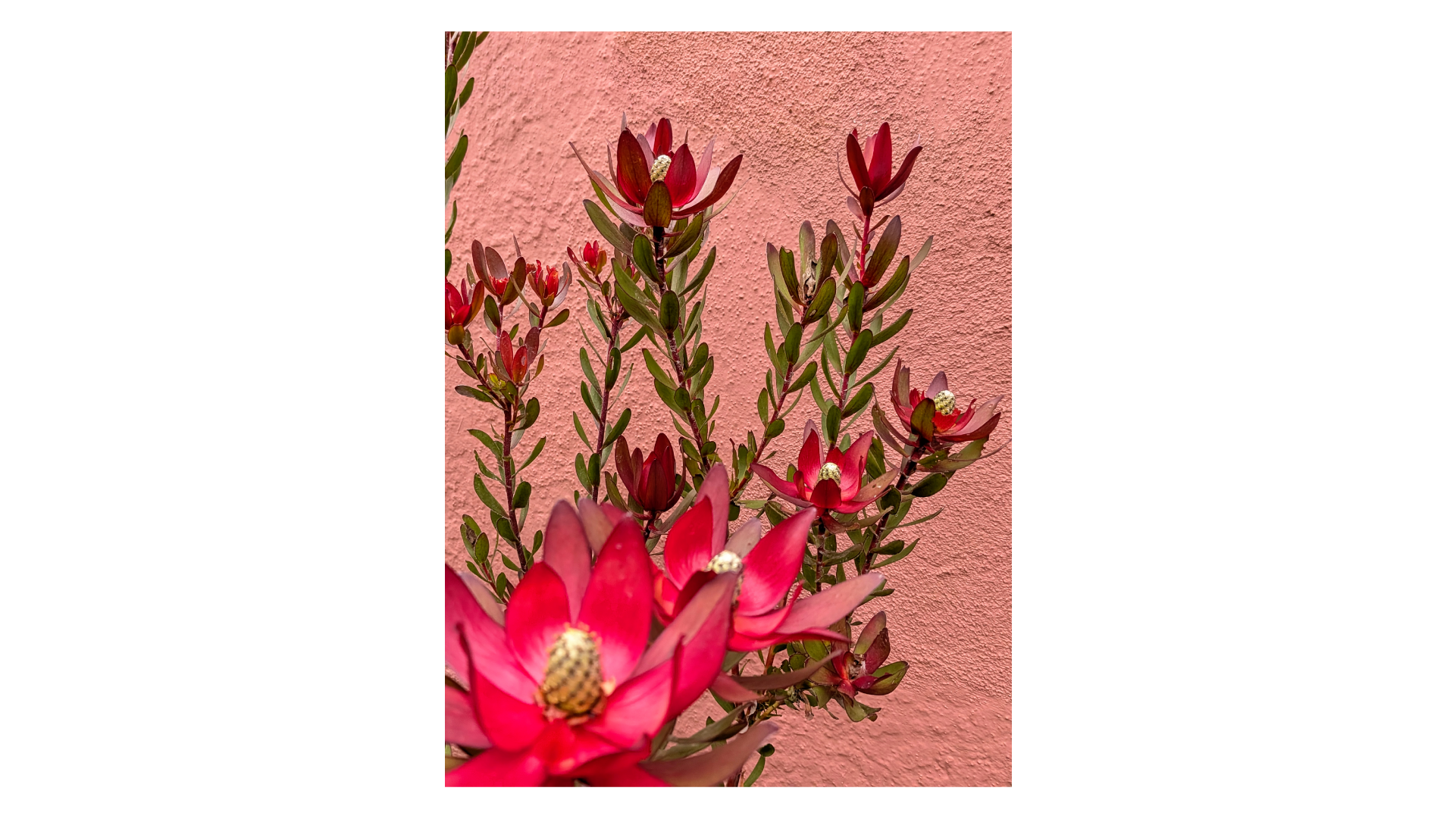 Photo of pink flowers against a pink wall edited with Ask Photos on Pixel 10a.